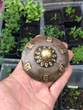 Rueda de Oracion símbolos ASHTA MANGALA (Símbolos de prosperidad). 29 cms x 6,5 cms (RP011).